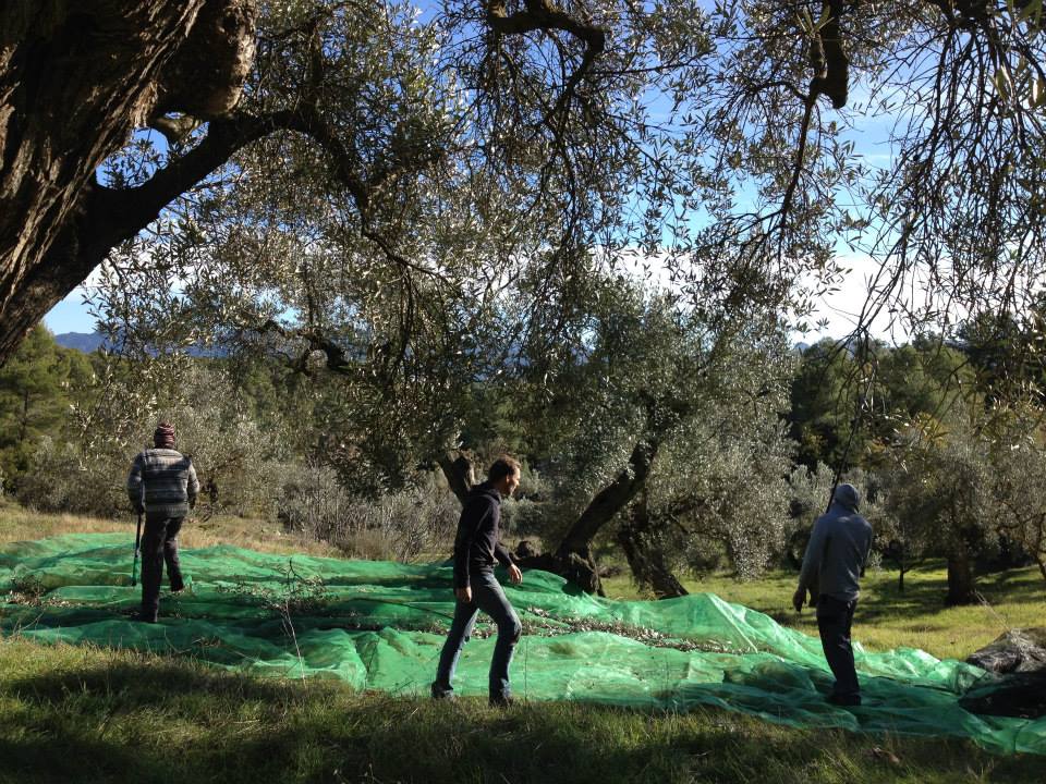 our-first-olive-harvest-&-olive-oil-01