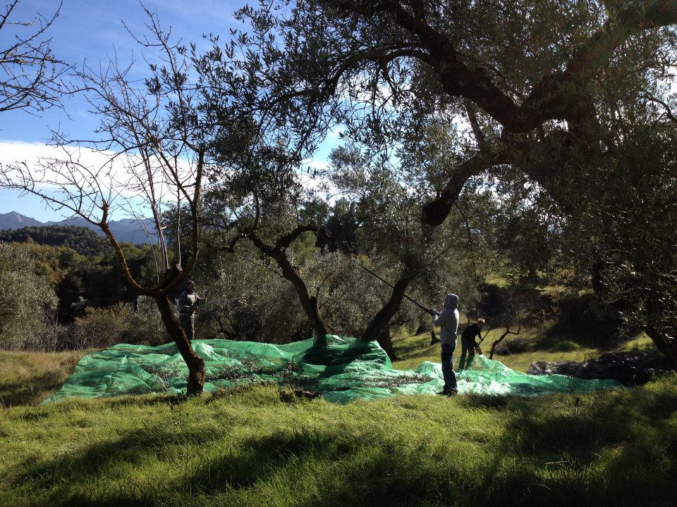 our-first-olive-harvest-&-olive-oil-02