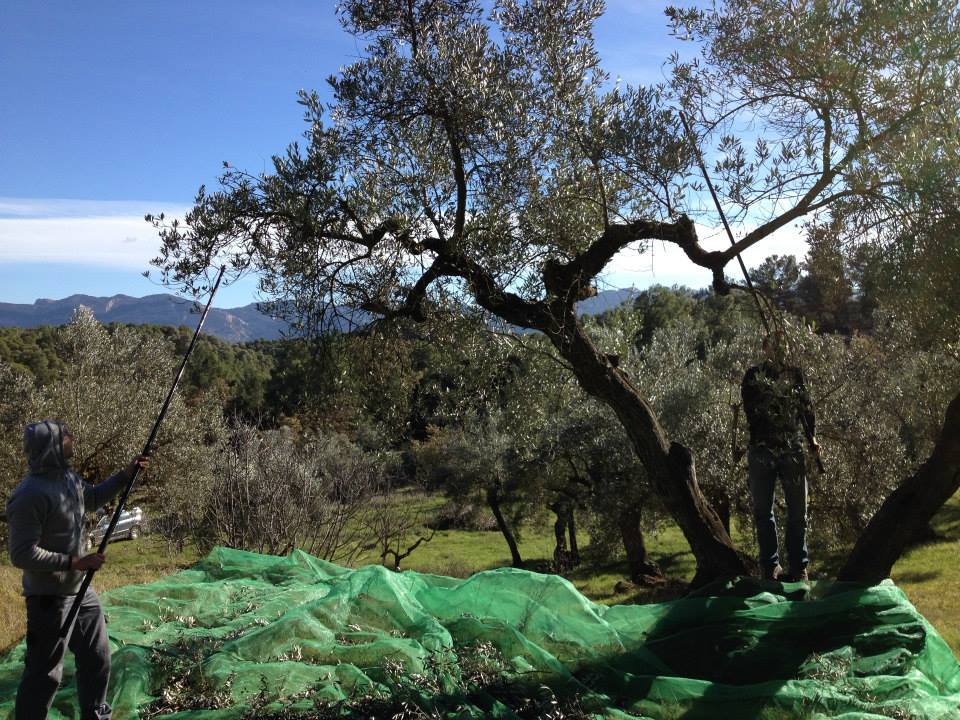 our-first-olive-harvest-&-olive-oil-03