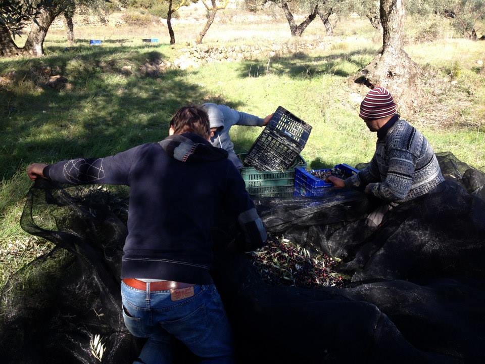 our-first-olive-harvest-&-olive-oil-04