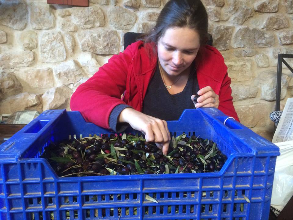 our-first-olive-harvest-&-olive-oil-12