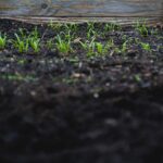 Gardening From Seed: Planning a Garden to Grow your Own Food