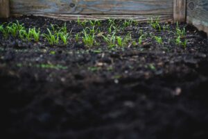 Tiny seedlings illustrating the article about gardening from seed