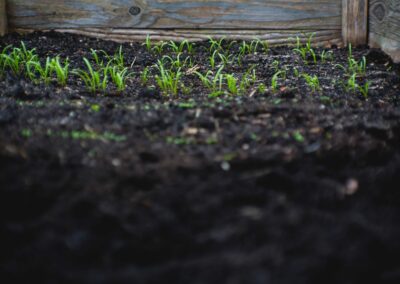 Gardening From Seed: Planning a Garden to Grow your Own Food