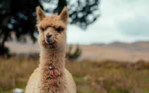 Alpacas in Spain: why we chose alpacas as livestock for our olive & almond farm