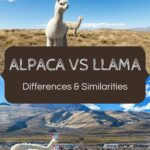 Alpaca vs llama