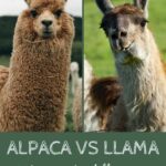Alpaca or Llama?