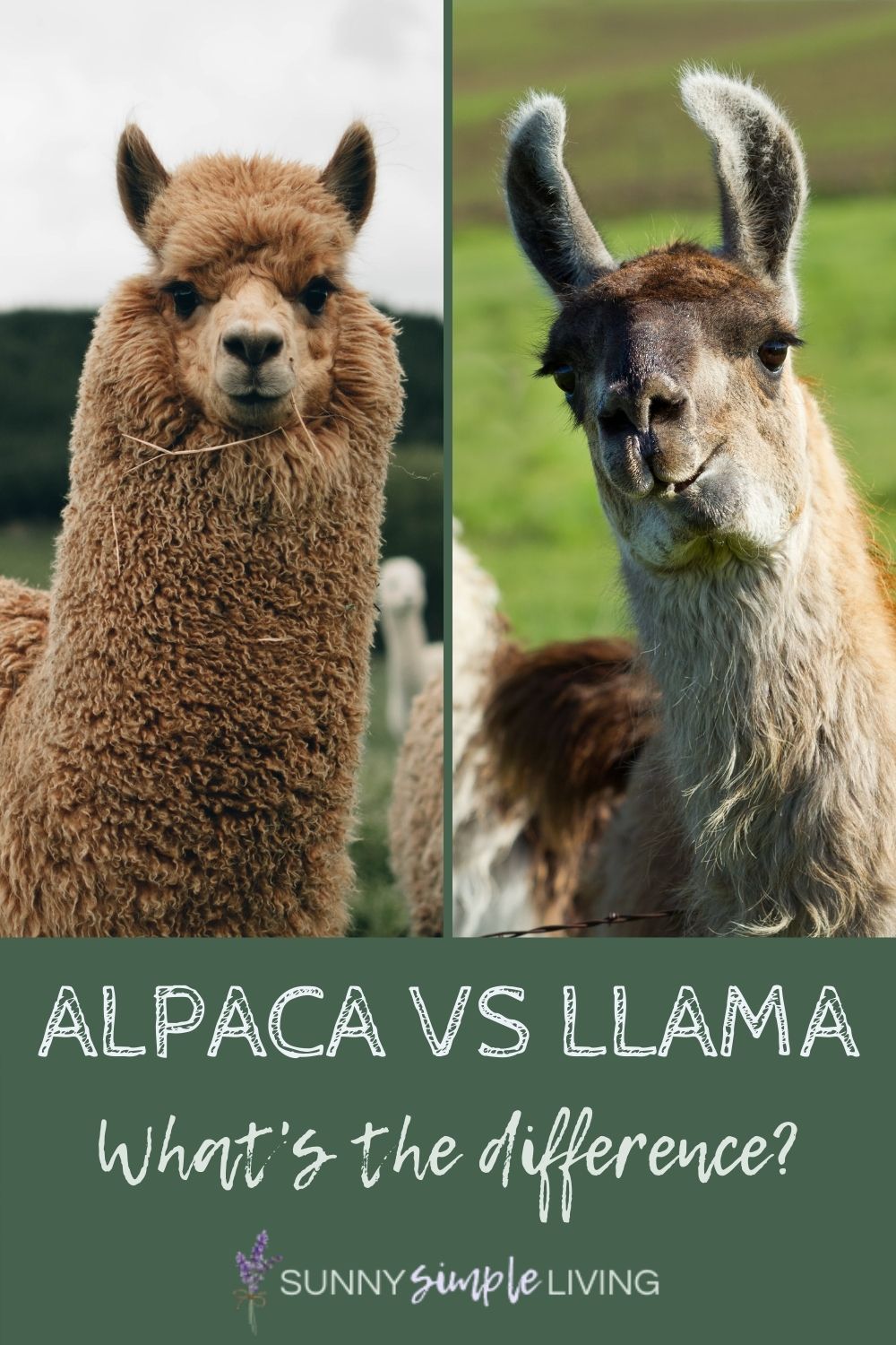 What's the Difference Between an Alpaca and a Llama?