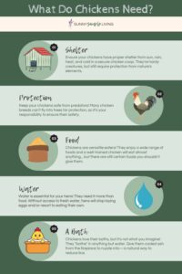 Chickens Needs Infographic