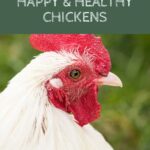 Raising Happy & Healthy Chickens