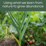 Permaculture: Growing Abundance