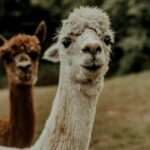 What’s the Difference Between an Alpaca and a Llama?