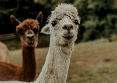 What’s the Difference Between an Alpaca and a Llama?