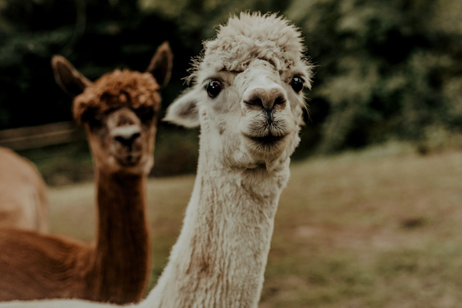 7 Ways To Tell The Difference Between an Alpaca vs Llama