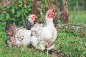Are chickens cost-effective?