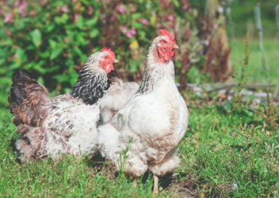 Chickens and Self-Sufficiency: Is Raising Chickens Cost-Effective?