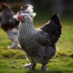 7 Reasons Why Brahmas Are the King of All Chicken Breeds