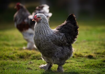 7 Reasons Why Brahmas Are the King of All Chicken Breeds
