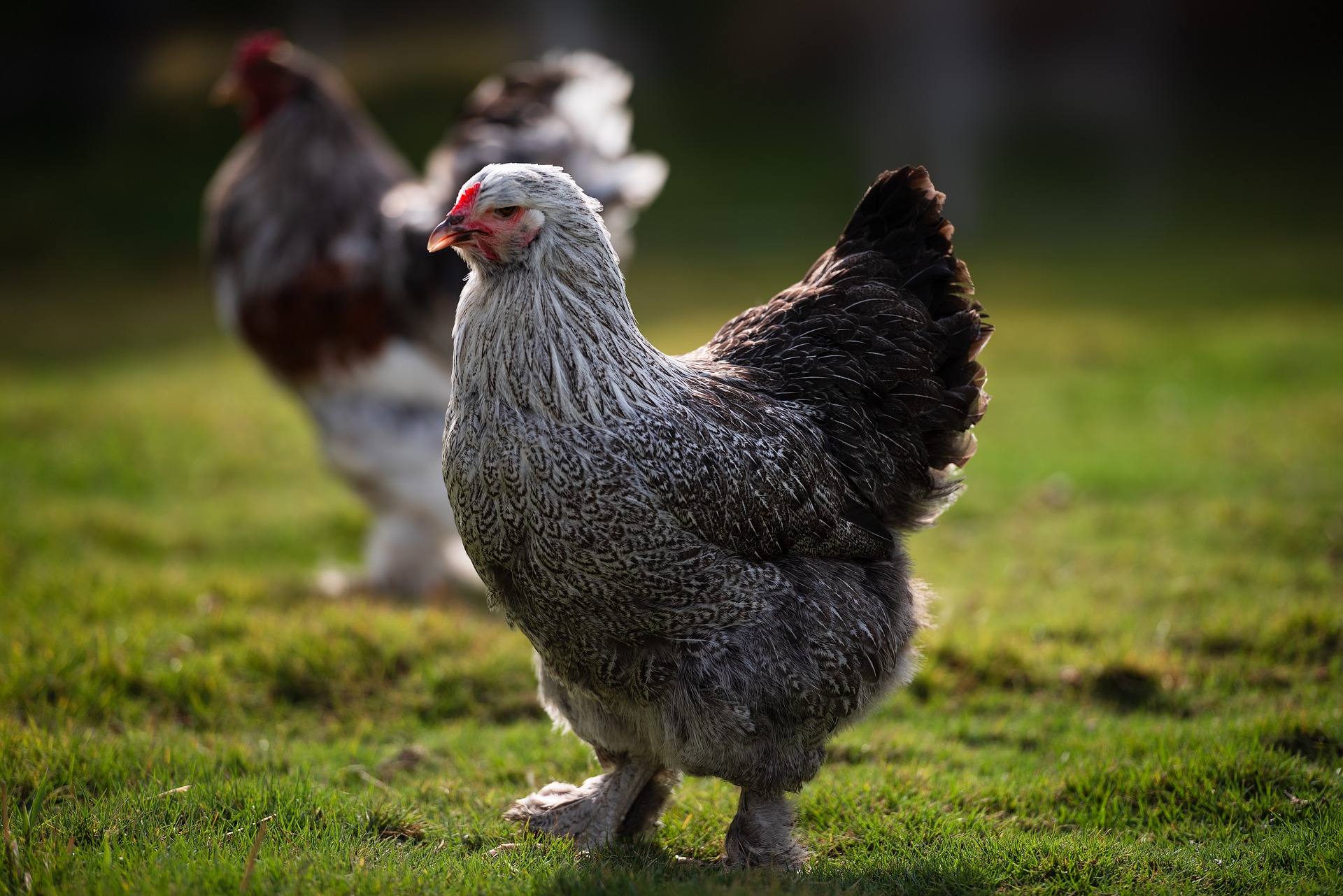 6 Reasons Why Brahmas Are The King Of All Chicken Breeds Sunny Simple 