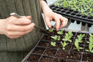 What's the Best Time to Start a Garden?