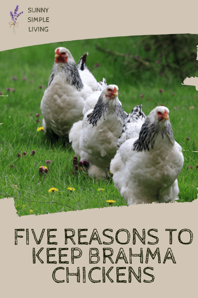 7-reasons-why-brahmas-are-the-king-of-all-chicken-breeds-01