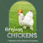 Brahma chicken wearing a crown
