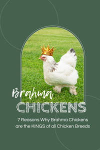 Brahma chicken wearing a crown