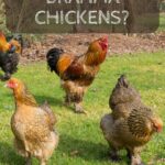 What's so special about Brahma Chickens?