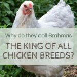 Why are Brahmas the King of all Breeds?