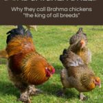 Feathered Feet & Dual Chicken Breed
