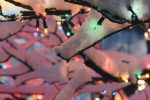 Things to do in the garden in December