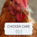 What do chickens need? Chicken care 101