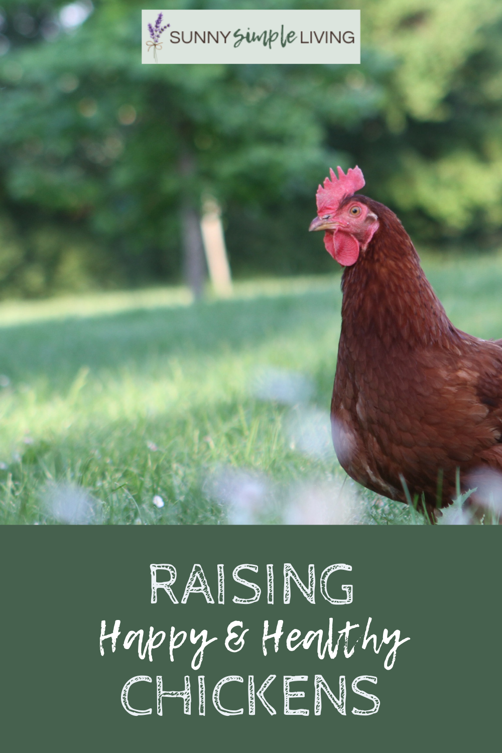 how-much-room-do-chickens-need-the-happy-chicken-coop