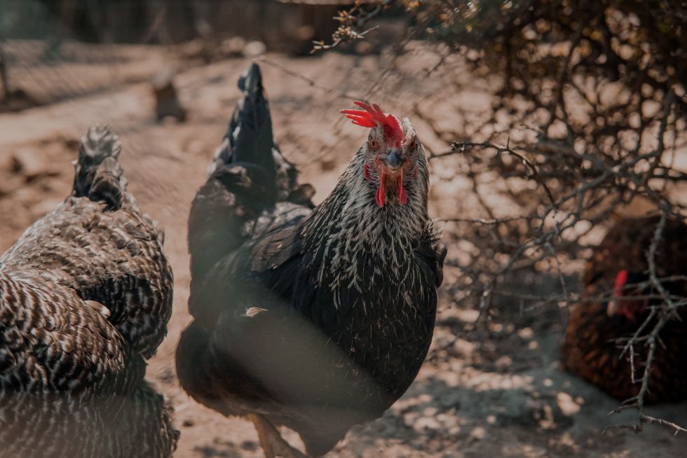 Free-ranging chickens with a mobile coop