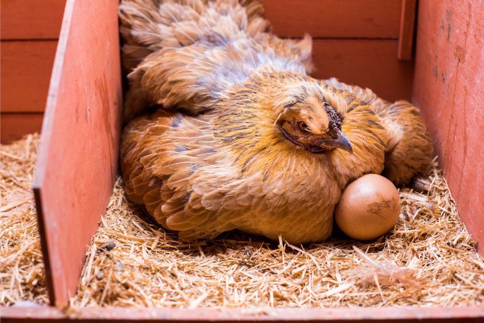 Broody hen laying eggs