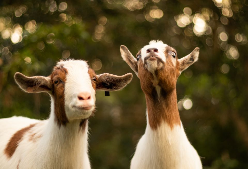 Goats for milk & meat & self-sufficiency