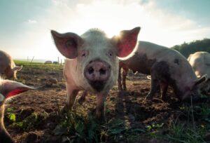 Pigs as animals for self-sufficiency