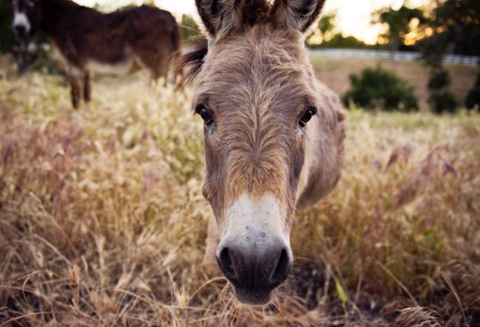 Donkeys as livestock guard animals