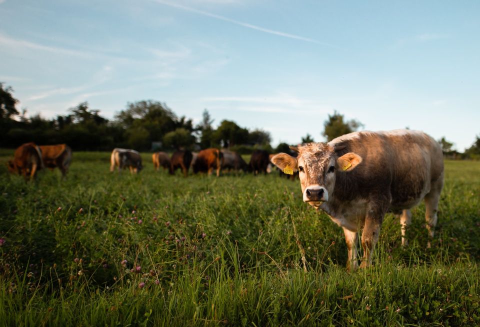 Cows for milk & meat & self-sufficiency