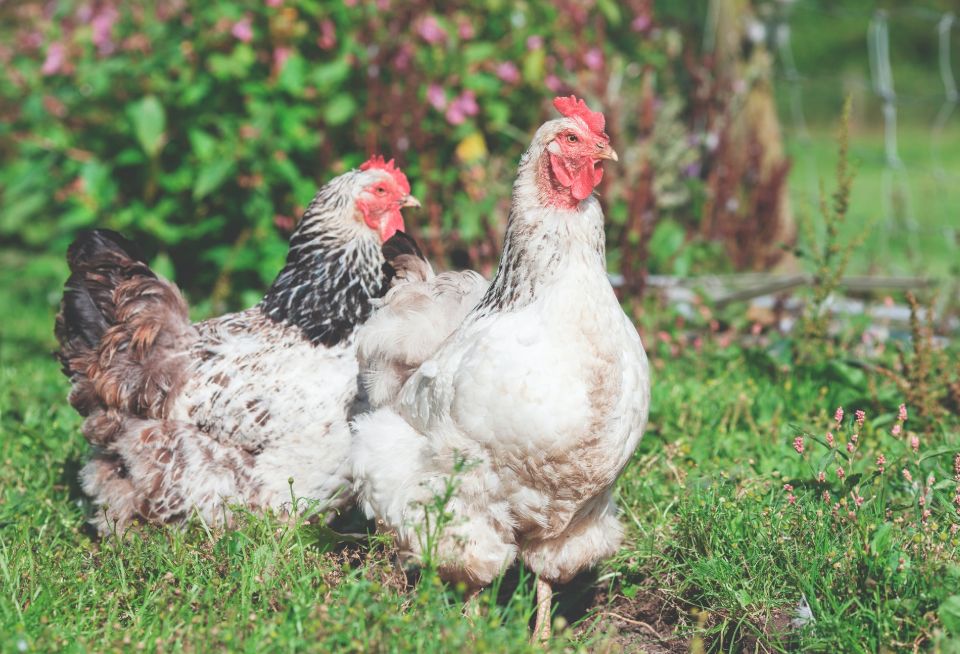 Chickens for eggs & meat & self-sufficiency