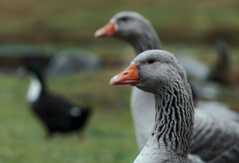 Geese for self-sufficiency