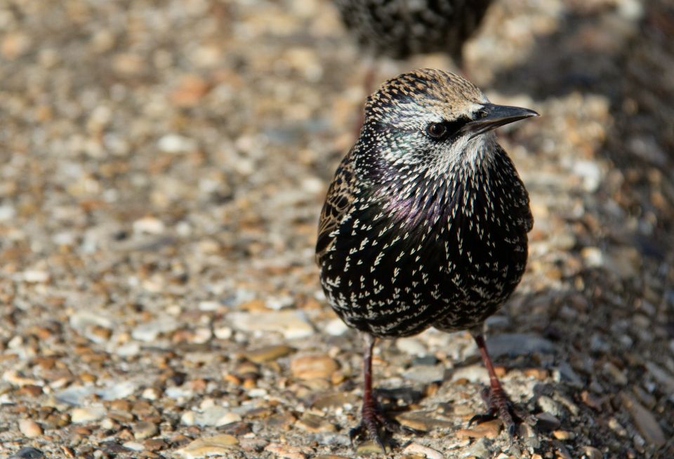 Quail for self-sufficiency