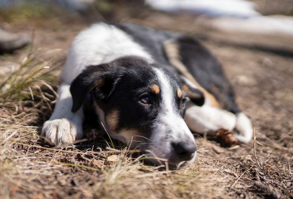 Farm dogs