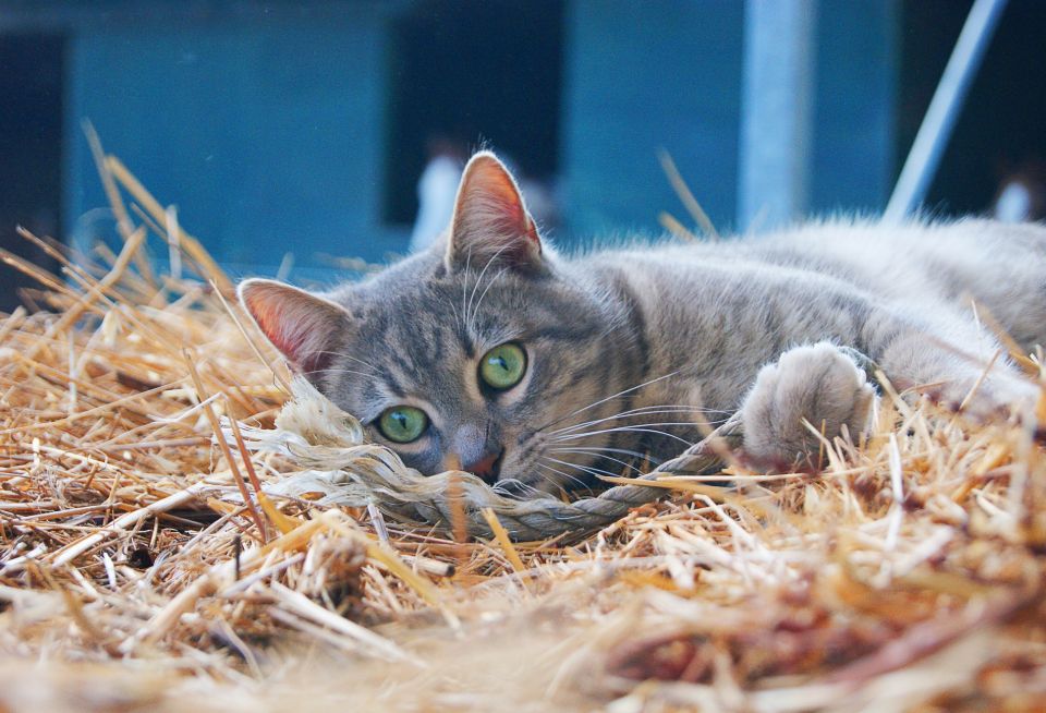 Farm cats