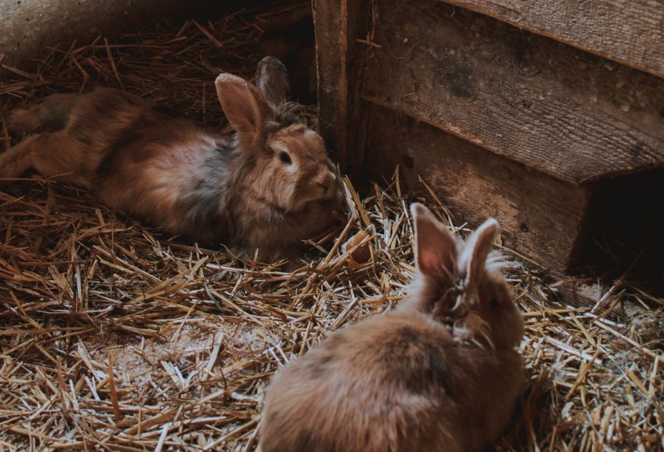 Rabbits for meat & self-sufficiendy