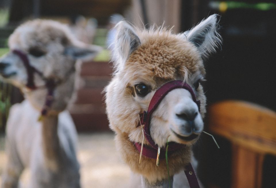 Alpacas for self-sufficiency