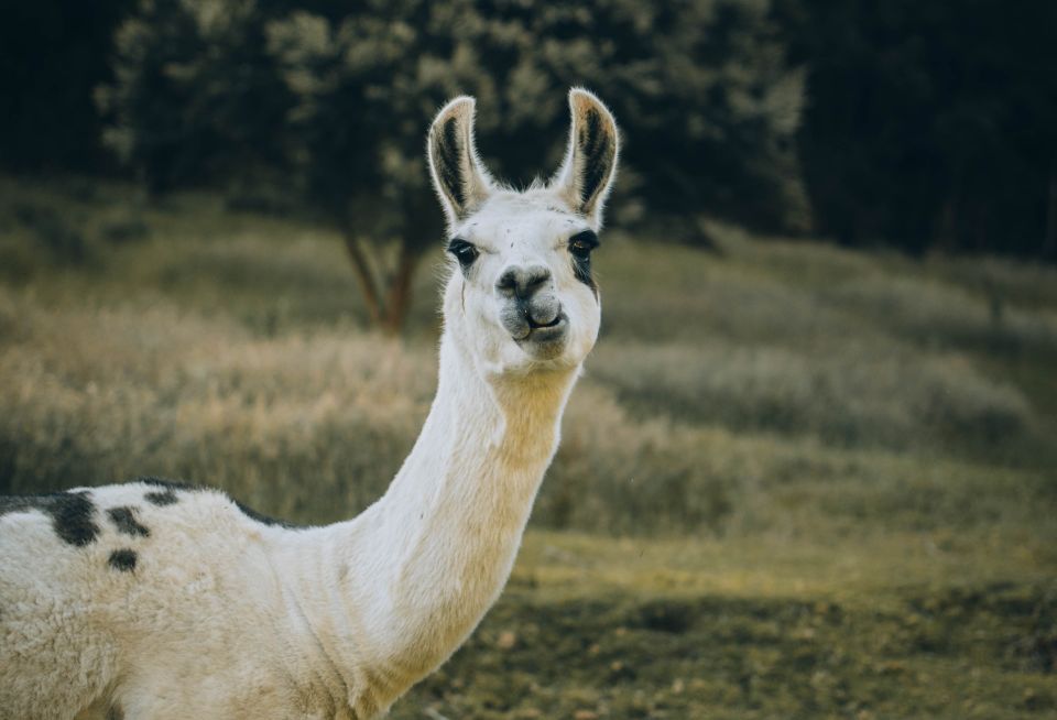 Llamas for self-sufficiency