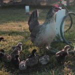 Raising Chickens —  from Hatching Eggs to Laying Hens
