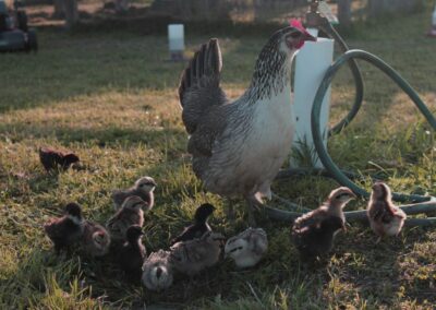 Raising Chickens —  from Hatching Eggs to Laying Hens