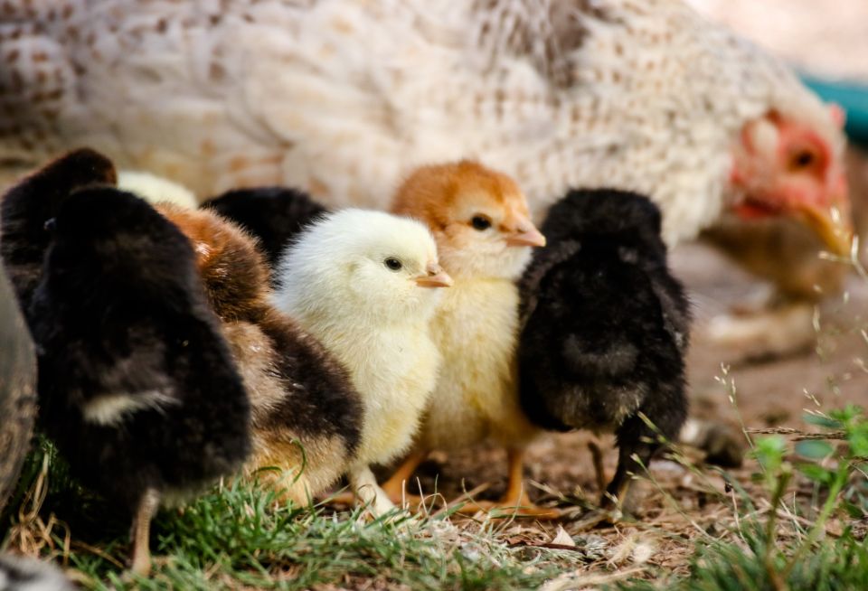 Small chicken chicks huddled together